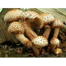 Мицелий Чешуйчатки обыкновенной / Чешуйчатка ворсистая (Pholiota squarrosa) Мицелий Чешуйчатки обыкновенной / Чешуйчатка ворсистая (Pholiota squarrosa)